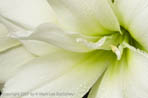 White amaryllis closeup