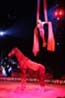 Circus act with horse under red spotlight