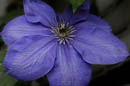 Clematis Culivar flower in deep blue