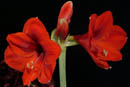 Deep red amaryllis