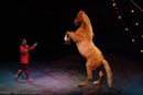 Circus act with rider in red and performer Palamino