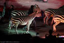 Circus act with zebras