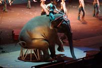 Elephant act at circus