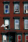 Brooklyn building with a dog in one window and cat in another
